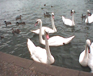 Schwäne an der Themse